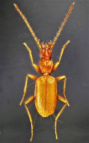 Duvalius lydiae